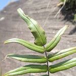 Hemionitis doniana Leaf