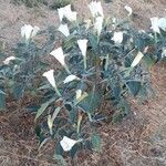 Datura wrightii Habitat