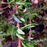 Eriogonum fasciculatum Blatt
