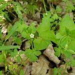 Nemophila aphylla Цвят