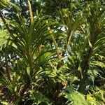 Grammatophyllum speciosum Žievė