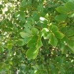 Guaiacum officinale Leaf