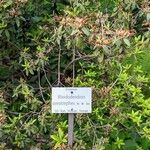 Rhododendron oreotrephes Hábito