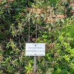 Rhododendron oreotrephes Συνήθη χαρακτηριστικά