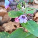 Pulmonaria officinalis 花