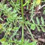 Tagetes tenuifolia Ekosanga