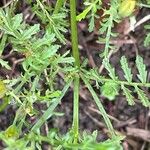 Tagetes tenuifolia Кора