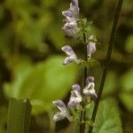 Scutellaria serrata Λουλούδι