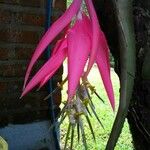 Billbergia zebrina ফুল
