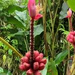 Musa velutina Fruto