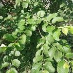 Salix caprea برگ