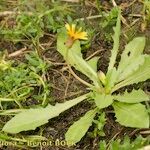 Taraxacum besarabicum Hábito