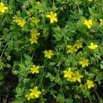 Hypericum humifusum Blüte