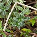 Helianthemum canum Blatt