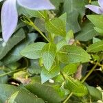 Vinca difformis Hoja