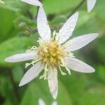Doellingeria umbellata Flor