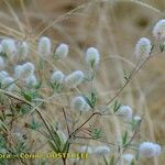 Trifolium arvense Libunga