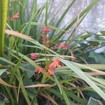 Crocosmia aureaFlower