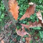 Quercus bicolor Leaf