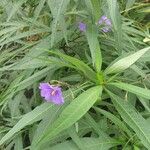 Solanum laciniatum Листок