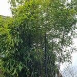 Phyllostachys nigra Habit