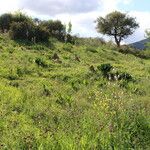 Vicia sicula Mosusu