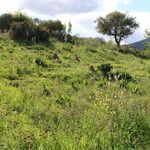 Vicia sicula Anders