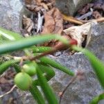 Coffea heimii Fruit