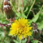 Taraxacum obliquilobum Квітка