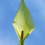 Arum italicum ফুল