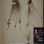 Carex pulicaris Other