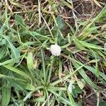 Trifolium tomentosum Квітка