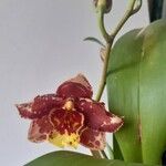 Oncidium spp. Kvet