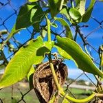 Araujia sericifera Blad
