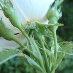 Rosa corymbifera Flower