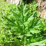 Artemisia vulgarisLeaf