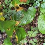 Maianthemum dilatatum Fuelha