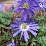 Anemone blandaFloro