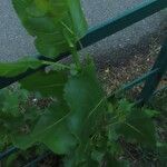 Populus deltoides Blatt