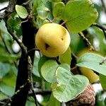 Cydonia oblonga Fruit