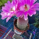 echinocereus rigidissimus ssp. rubispinusLeaf