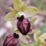 Ophrys passionis 花