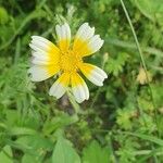 Glebionis coronaria Blomst