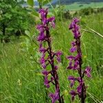 Anacamptis laxiflora Квітка