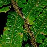 Cyathea ursina Hoja