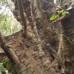 Ficus hookeriana Bark