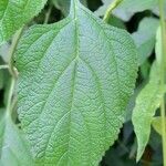 Lantana velutina Leaf