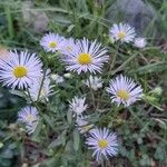 Erigeron speciosus ফুল