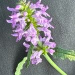 Betonica officinalis Flower