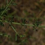 Scoparia dulcis Lubje